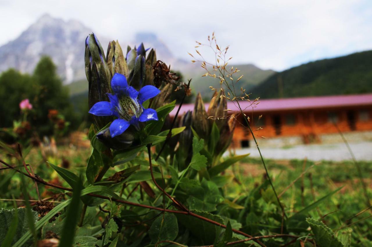 Hotel Ushba Hill Mestia Zewnętrze zdjęcie